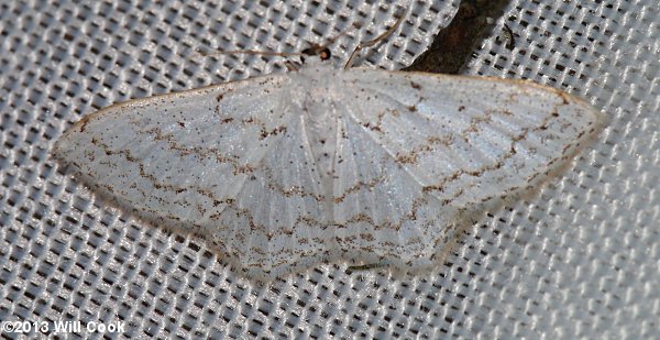 Idaea tacturata - Dot-lined Wave