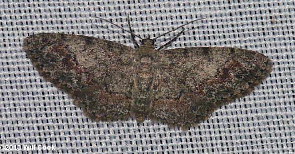 Glenoides texanaria - Texas Gray Moth