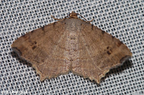 Macaria bicolorata - Bicolored Angle