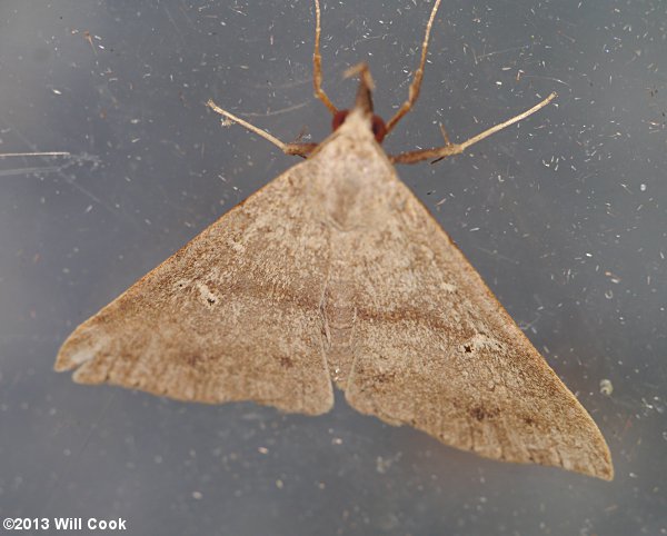 Renia adspergillus - Speckled Renia Moth