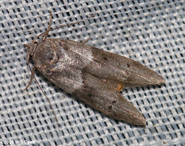 Moths of North Carolina