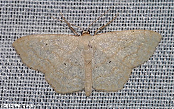 Scopula limboundata - Large Lace-border