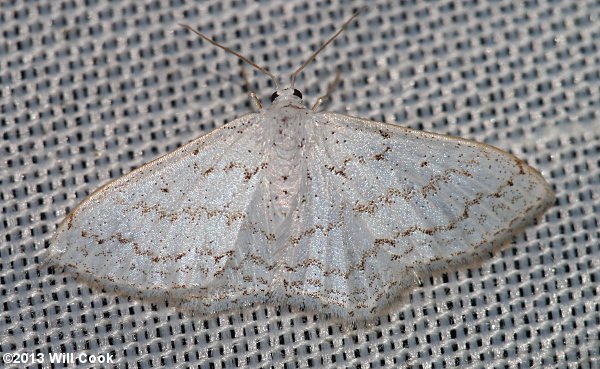 Idaea tacturata - Dot-lined Wave