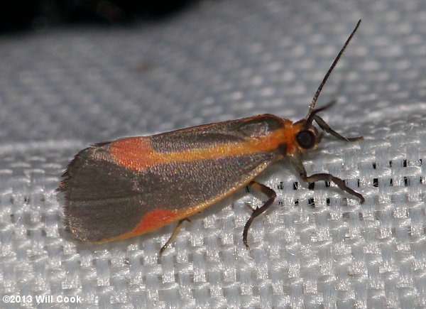 Cisthene subjecta - Subject Lichen Moth