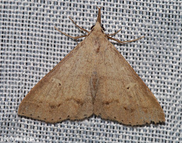 Renia adspergillus - Speckled Renia Moth