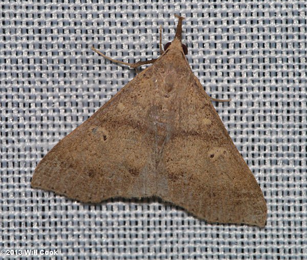 Renia adspergillus - Speckled Renia Moth