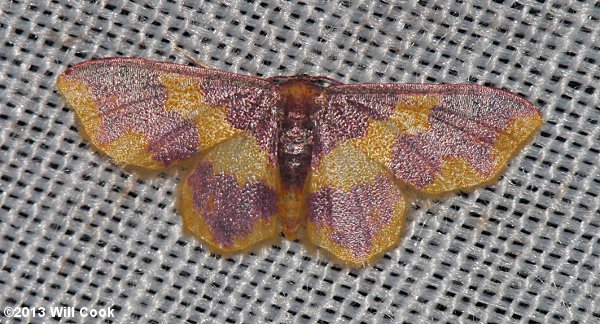 Lophosis labeculata – Stained Lophosis female