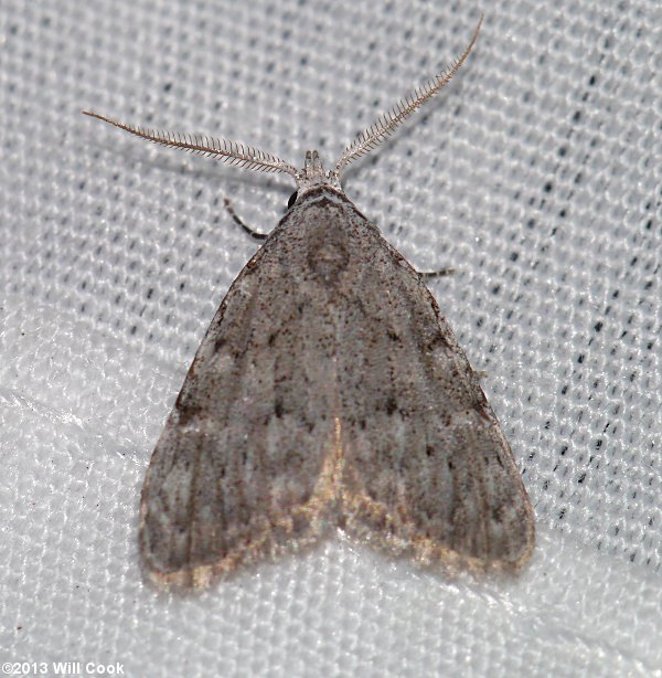 Nola clethrae - Sweet Pepperbush Nola Moth