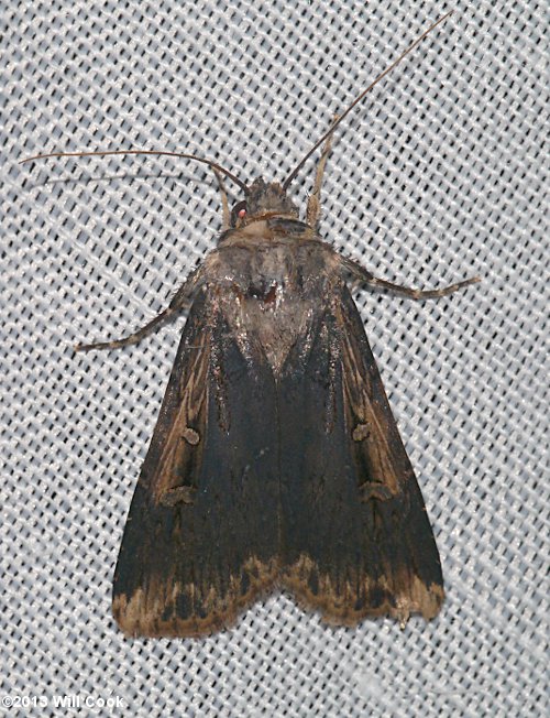 Agrotis ipsilon - Ipsilon Dart