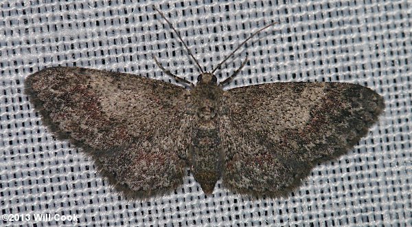 Glenoides texanaria - Texas Gray Moth