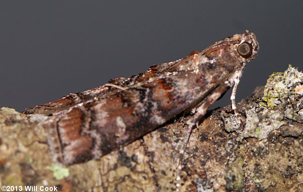 Dioryctria amatella - Southern Pine Coneworm