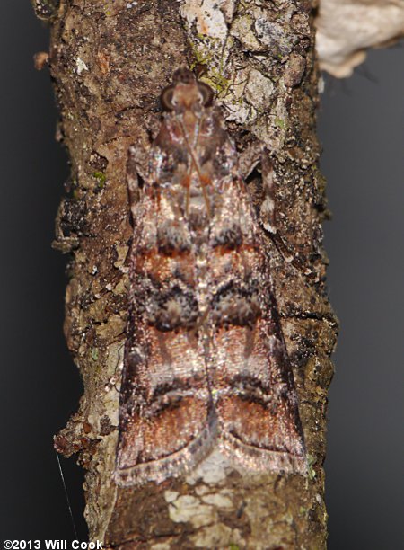 Dioryctria amatella - Southern Pine Coneworm