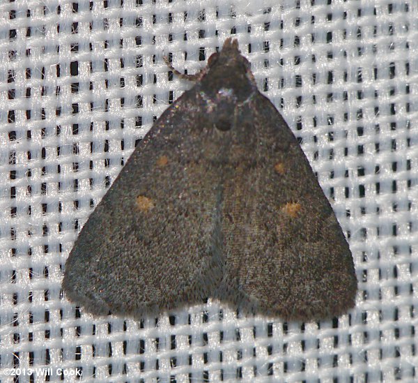 Idia diminuendis - Orange-spotted Idia