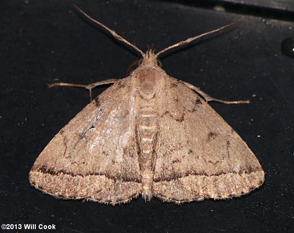 Zanclognatha theralis