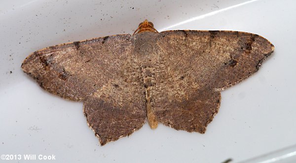 Macaria bicolorata - Bicolored Angle