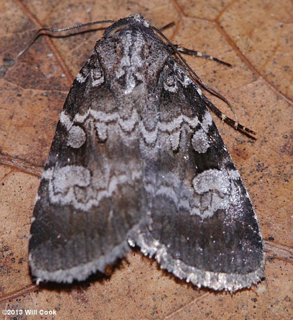 Feltia geniculata - Knee-joint Dart Moth