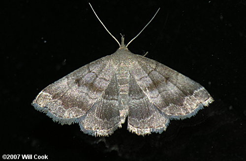 Phalaenostola larentioides - Black-banded Owlet