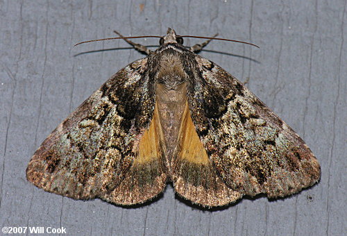 Allotria elonympha - False Underwing