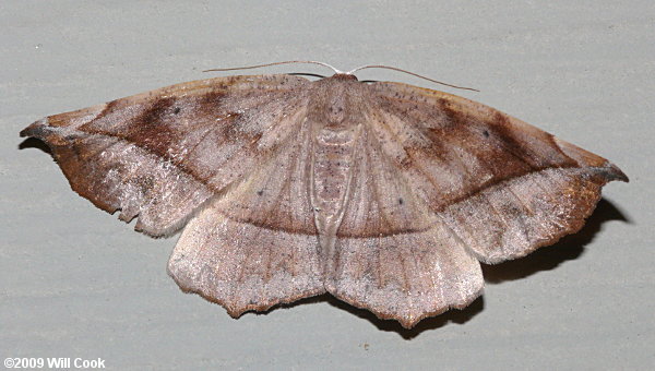 Eutrapela clemataria - Curve-toothed Geometer