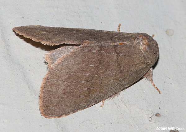 Misogada unicolor - Drab Prominent