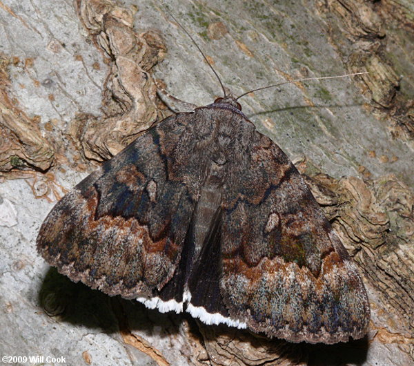 Catocala epione - Epione Underwing