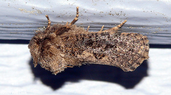 Acrolophus plumifrontella - Eastern Grass-tubeworm Moth