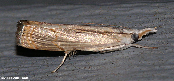 Parapediasia teterrella - Bluegrass Webworm Moth