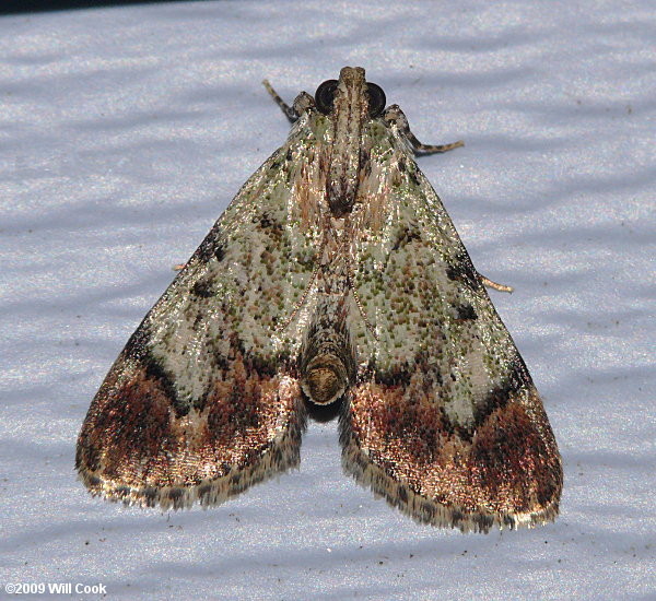 Epipaschia superatalis - Dimorphic Macalla