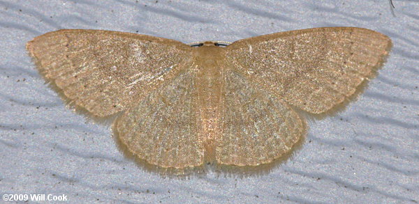 Pleuroprucha insulsaria - Common Tan Wave