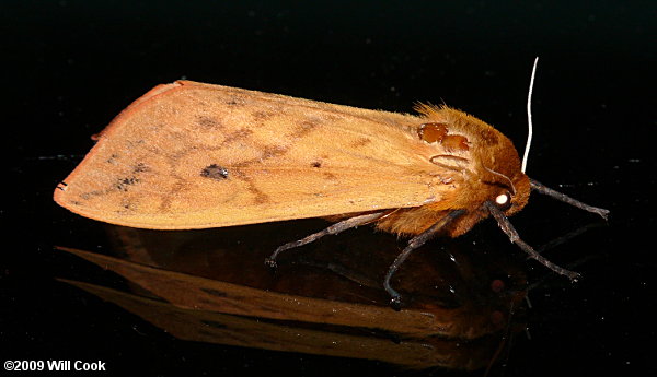 Pyrrharctia isabella - Isabella Tiger Moth