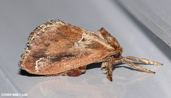 Adoneta spinuloides - Purple-crested Slug Moth