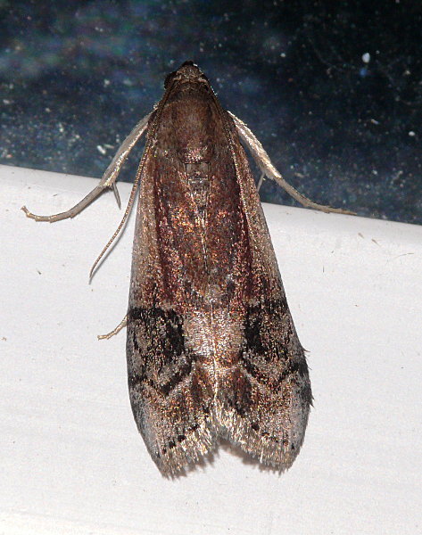 Euzophera semifuneralis - American Plum Borer