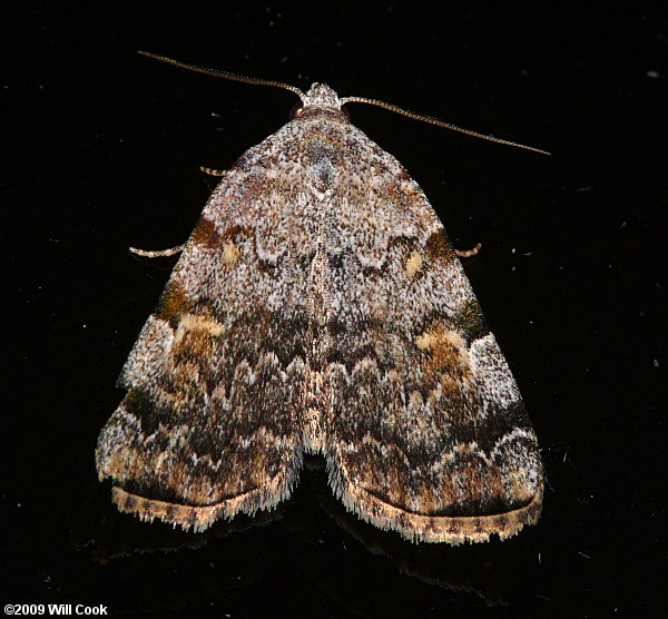 Idia americalis - American Idia