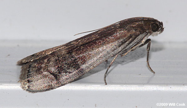 Euzophera semifuneralis - American Plum Borer