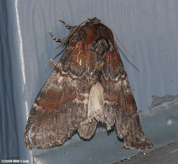 Peridea ferruginea - Chocolate Prominent