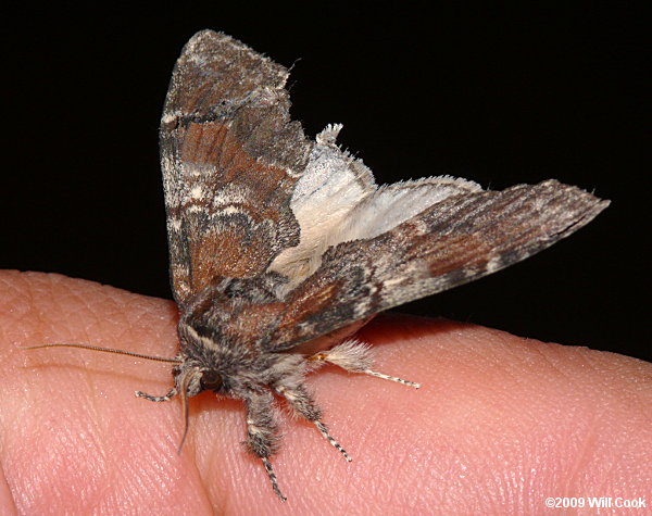 Peridea ferruginea - Chocolate Prominent