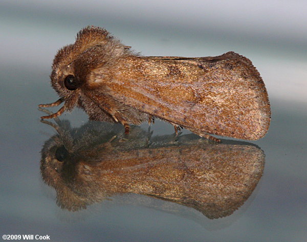 Acrolophus plumifrontella - Eastern Grass-tubeworm Moth