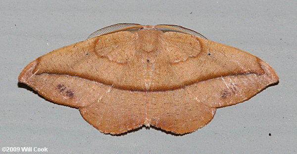 Patalene olyzonaria - Juniper-twig Geometer