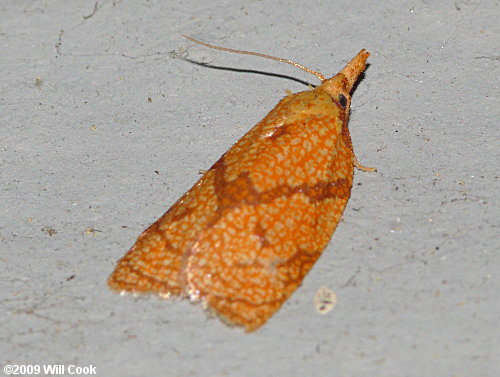 Cenopis reticulatana - Reticulated Fruitworm