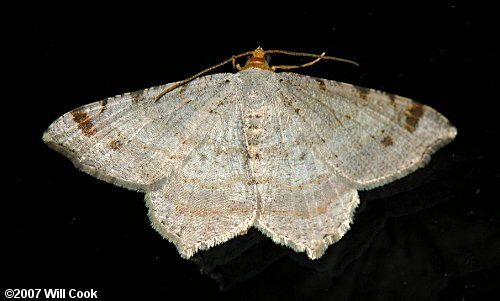 Macaria bisignata - Red-headed Inchworm