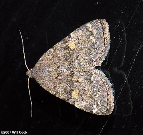 Idia aemula - Common Idia