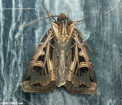 Feltia jaculifera - Dingy Cutworm Moth