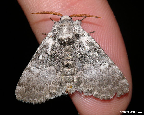 Colocasia propinquilinea - Closebanded Yellowhorn Moth