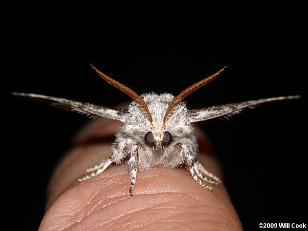 Colocasia propinquilinea - Closebanded Yellowhorn Moth