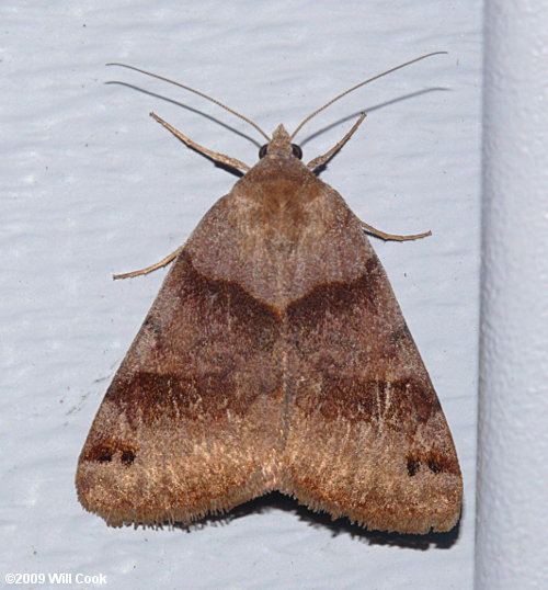 Caenurgina erechtea - Forage Looper