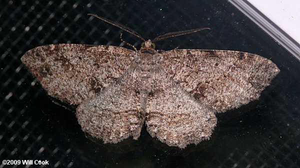 Anavitrinella pampinaria - Common Gray