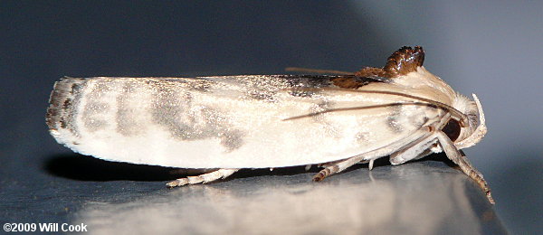 Antaeotricha leucillana - Pale Gray Bird-dropping Moth