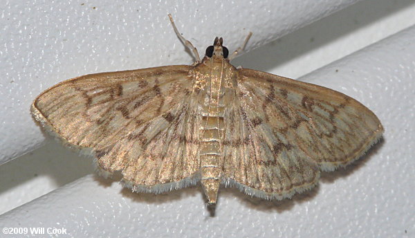 Herpetogramma pertextalis - Bold-feathered Grass Moth