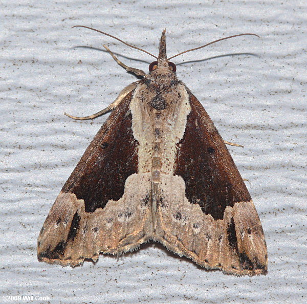 Hypena baltimoralis - Baltimore Bomolocha