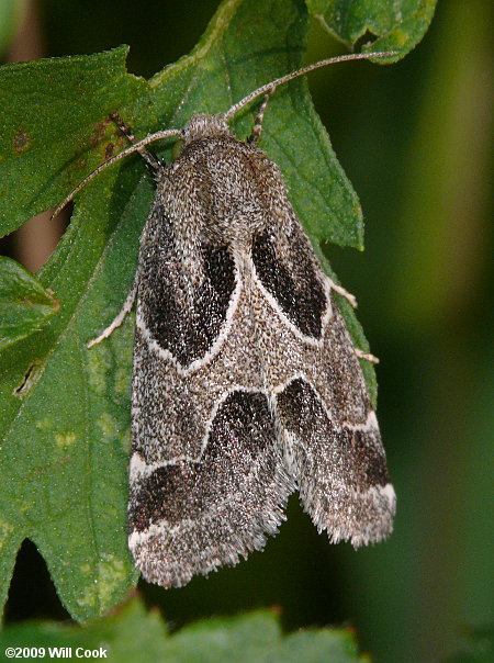 Schinia rivulosa - Ragweed Flower Moth